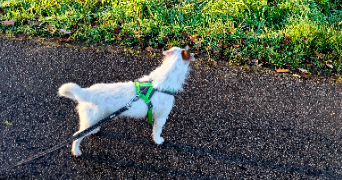 elodie pet sitter à BEAUPONT 01270_1