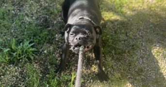 emeraude pet sitter à LA ROCHELLE 17000_18