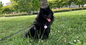 carole pet sitter à SERRIS 77700_9