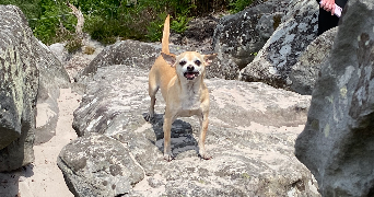 cindy pet sitter à AVIZE 51190_1