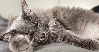 marrocq pet sitter à DIJON 21000_0