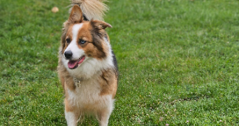marlene pet sitter à AUNEAU BLEURY ST SYMPHORIEN 28700_76