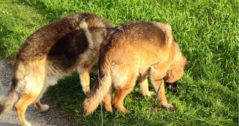 louna pet sitter à ST CLEMENT 19700_1