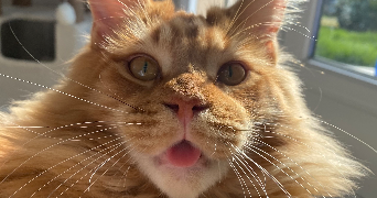 ilona pet sitter à GAUCIEL 27930_5