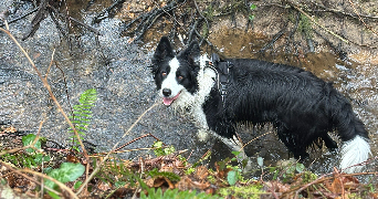 agnès dog sitter à LISLE SUR TARN 81310_6