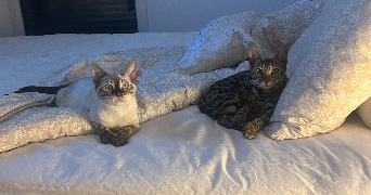marion pet sitter à LILLE 59800_1