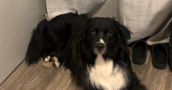 marina pet sitter à NEUILLY SUR MARNE 93330_9