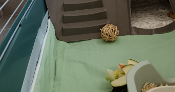 julie pet sitter à TOULOUSE 31300_3