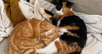 mia cat sitter à PARIS 18 75018_1