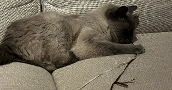 nina pet sitter à BIARRITZ 64200_3