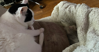 marion pet sitter à DIJON 21000_2