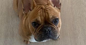 stéphanie pet sitter à LESQUIN 59810_5