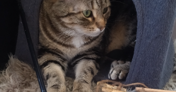 sophie pet sitter à NANCY 54000_2