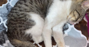 nedjma pet sitter à ARGENTEUIL 95100_3
