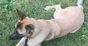 angelo pet sitter à LILLE 59000