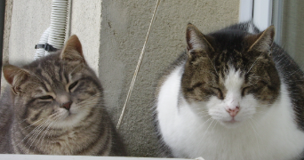 maryline pet sitter à COMMER 53470_1