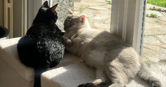 aisha pet sitter à QUEVEN 56530_2