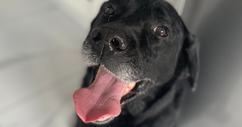 laurelene pet sitter à LA BIOLLE 73410_2
