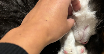 erika pet sitter à LEVALLOIS PERRET 92300_3