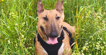 thomas pet sitter à BEAUMONT SUR OISE 95260_1