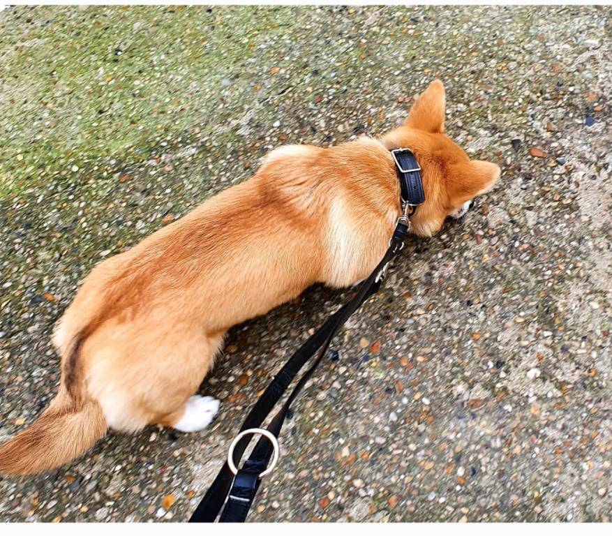 Elise pet sitter à Chatou 78400_5