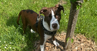 pascale pet sitter à LYON 03 69003_0
