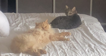 agathe pet sitter à DIJON 21000_4