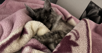 maryam cat sitter à ANNET SUR MARNE 77410_1