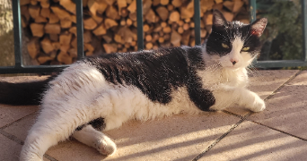 clarisse pet sitter à TOULOUSE 31000_2