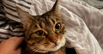 amandine pet sitter à SAUMUR 49400_1