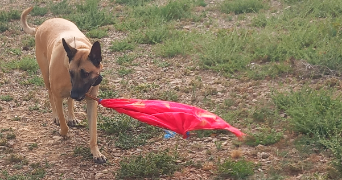 megane dog sitter à CAVAILLON 84300_0