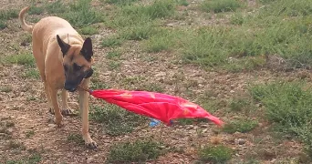 megane dog sitter à CAVAILLON 84300