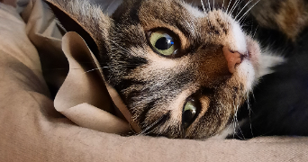 emilie pet sitter à Capinghem 59160_2