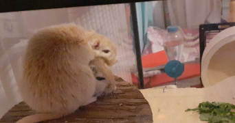 ema pet sitter à AULNAT 63510_1