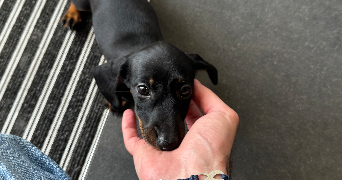 thibault pet sitter à BLANQUEFORT 33290_2