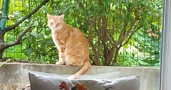 catherine cat sitter à MEYLAN 38240_1