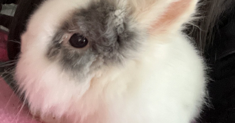 charlène pet sitter à OTHIS 77280_3