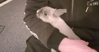 eva pet sitter à TREBEURDEN 22560_9