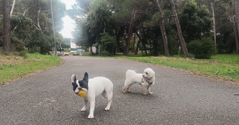 april pet sitter à ISTRES 13800_2