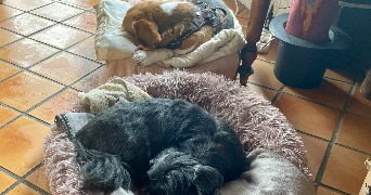 nathalie pet sitter à CHEVREUSE 78460_7
