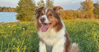 maiwenn pet sitter à DIJON 21000_4