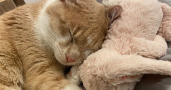 liv pet sitter à BREST 29200_0