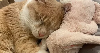 liv pet sitter à BREST 29200