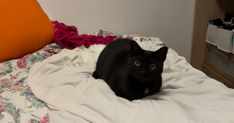 nolwenn cat sitter à PARIS 10 75010_2