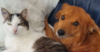 florence pet sitter à JOUX 69170_1