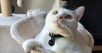 chloe pet sitter à Crisolles 60400_3
