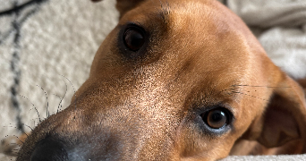 claire pet sitter à PARIS 09 75009_3