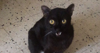 prescylia pet sitter à La farlede 83210_6