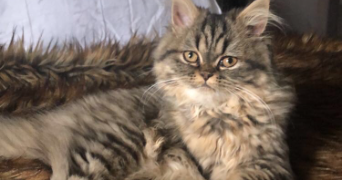 manel pet sitter à POITIERS 86000_4