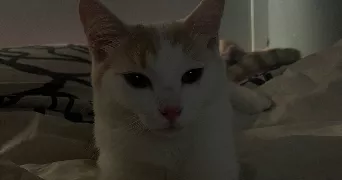 meline pet sitter à LES ULIS 91940